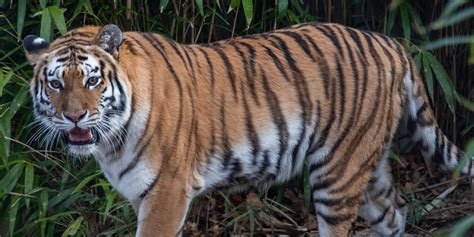 New At The Zoo Amur Tiger Nikita Smithsonians National Zoo