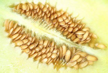 Калории диета калькулятор Семена на пъпеши терапевтичен ефект върху тялото - здраво дълголетие Семена на пъпеши терапевтичен ефект върху тялото - здраво дълголетие Калории диета калькулятор