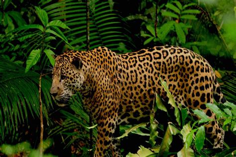 Jaguar Tambopata Amazon Amazonas Explorer