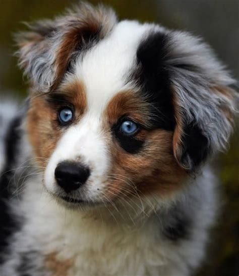 The australian shepherd is one of the best herding dogs, both skilled in herding livestock and when you keep an australian shepherd, there's nothing better than coming home to your ecstatic dog. Australian Shepherd Puppies - Doglers