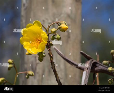 Yellow Flower Of Costa Rica Stock Photo Alamy