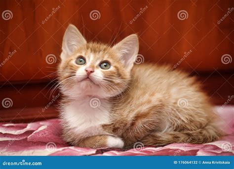 Cute Ginger Fluffy Kitten Stock Photo Image Of Nature 176064132