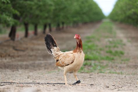 Pin on Gamefowl AR-Compound