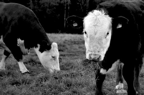 Free Images Grass Black And White Field Photo Pasture Grazing