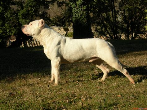 El Dogo Argentino Razas De Perros