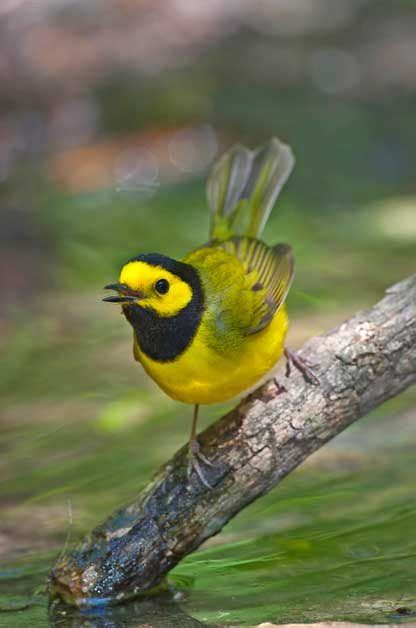 Go Birdwatching In Different Bird Habitats Birds And Blooms