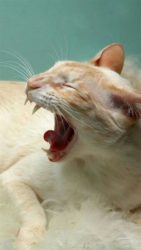 Pin By Julie Trottier On Yawn Animals Cats