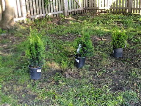 Yew hedges have always been popular but the hicks yew shrub variety has a tall. An Upright Hicks Yew Hedge - Starting Small