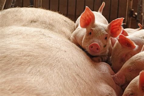 China Breeding Sow Stock Rises In October For First Time Since Swine Fever Outbreak Caixin Global