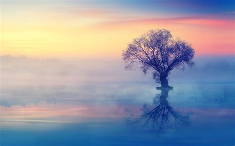 1920x1200 The Lonely Tree 1200p Wallpaper Hd Nature 4k Wallpapers