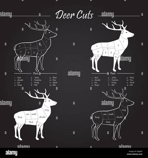 Deer Venison Meat Cut Diagram Sheme Elements On Chalkboard Stock
