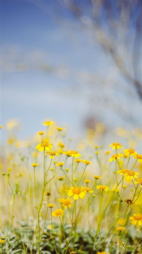 Yellow Flower Field Under Blue Sky During Daytime Iphone 8 Wallpapers