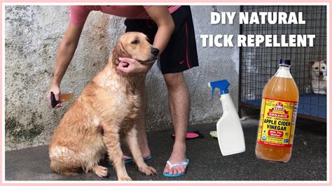 Apple Cider Vinegar For Dogs Diy Remedy For Ticksfleas Youtube