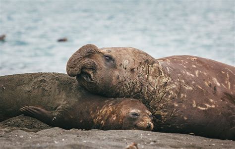 Lelefante Marino è Più Veloce Di Te E Altri Fatti Divertenti