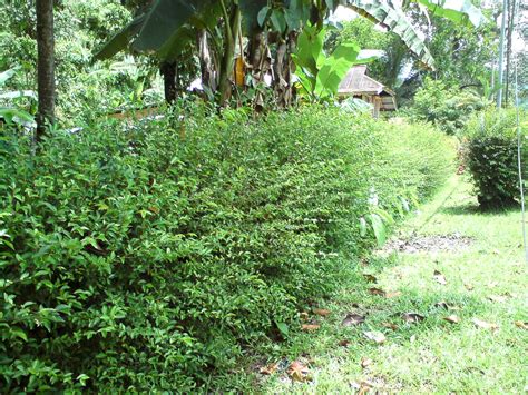 Jika memilih bunga segar sebagai dekorasi. Jom Tanam Bunga: Pokok Pagar Dan Tepus