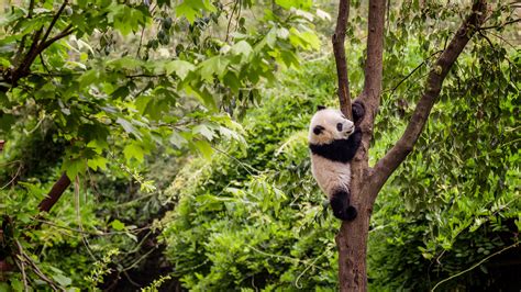 Wild Giant Pandas Spotted In Sw China Cgtn