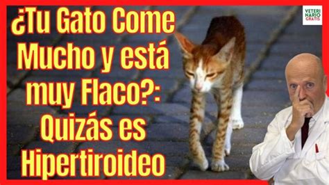 Gatos Con Hipertiroidismo Causas Y Soluciones Para El Maullido