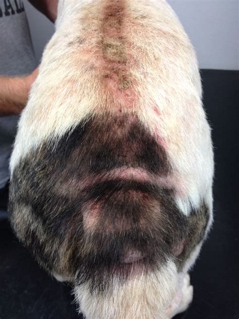 Flea Allergy Dermatitis Natural Treatment Canine Dermatitis Pinterest