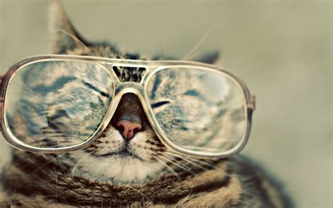 Cat With Glasses Wallpapers Top Free Cat With Glasses Backgrounds