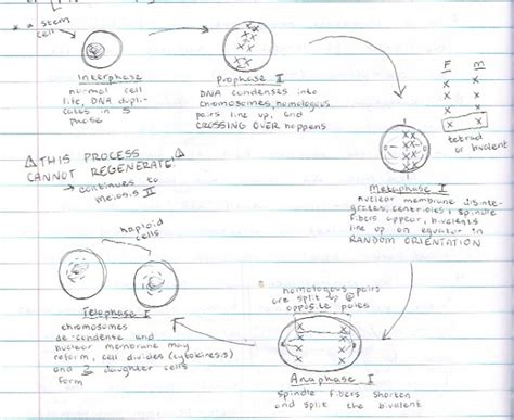 Meiosis Diary Of An Alevel Student