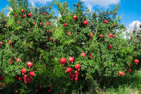 How To Grow Pomegranate Trees