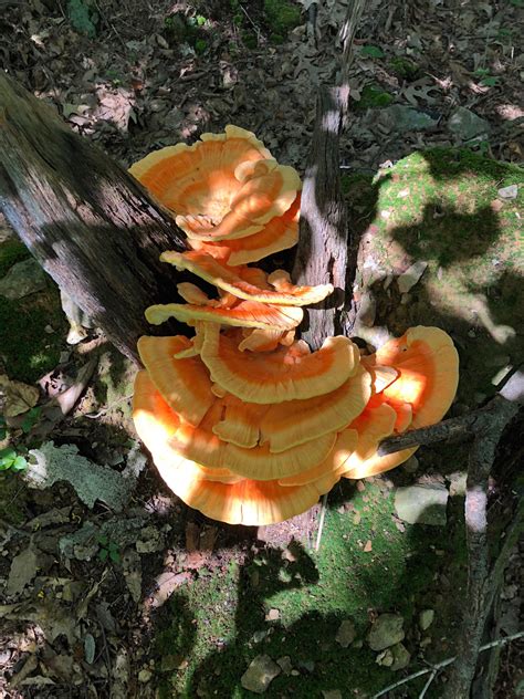 Chicken Of The Woods Rothrock State Forest Pa Rmycology