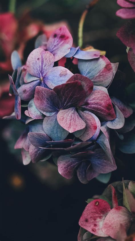 Flower Hd Iphone Wallpapers Wallpaper Cave