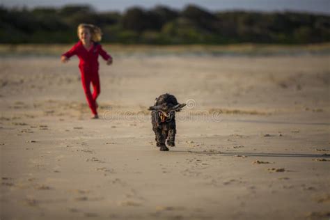 Mädchen Mit Hund Am Strand Stockfoto Bild Von Ozean 34307678