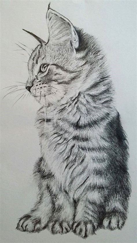 Cat Pencil Drawing Pet Portraits Fine Art Drawings
