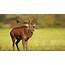 Animal Deer Roaring  HD Wallpapers