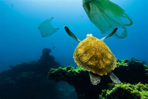 Ocean Pollution Facts