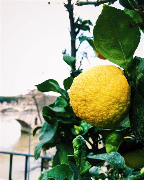 Pin By Simona Simoni On My Moments In Rome In This Moment Lime Fruit