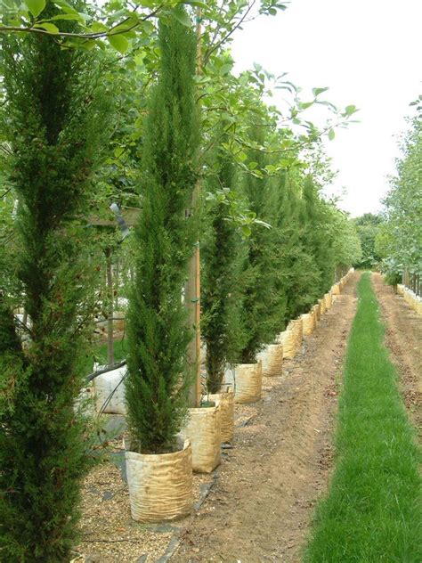 Fastigiata Trees And Columnar Trees Narrow Trees To Plant Where Space