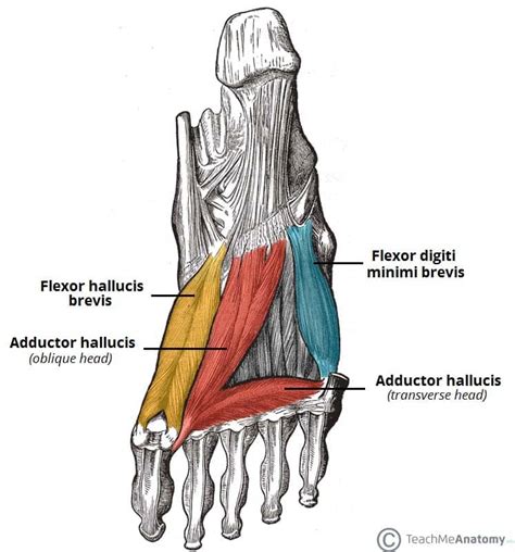Muscles Of The Foot Dorsal Plantar Teachmeanatomy