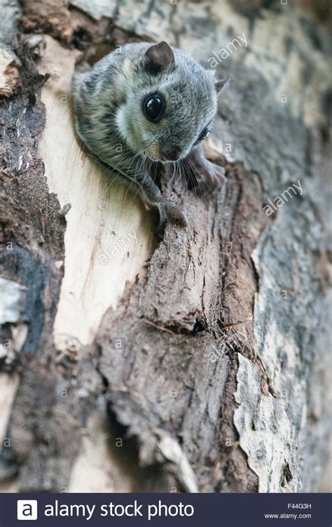 Siberian Flying Squirrel Pteromys Volans Emerging From