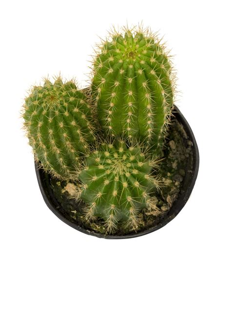 Trichocereus Grandiflorus Torch Cactus Altman Plants