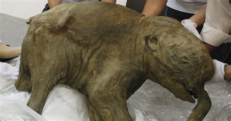 40000 Year Old Woolly Mammoth Bound For Australia Huffpost Australia