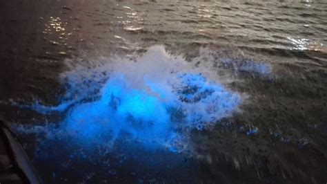 Newport Beach Bioluminescent Show Videos Strange Sounds