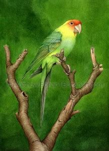 Carolina Parakeet Extinct In Transparent Watercolor Bohan Art