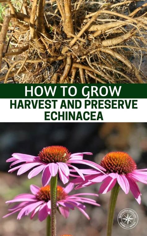 How To Grow Harvest And Preserve Echinacea This Article Goes Into