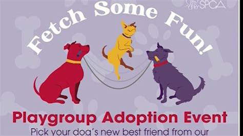 The Push Is On To Find Loving Homes For Adoptable Dogs By Showing Them
