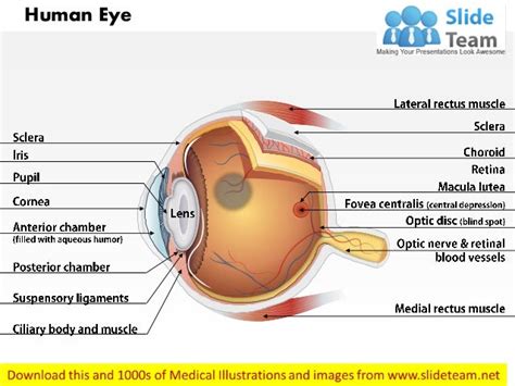 Anatomy Of Human Eye Medical Images For Power Point
