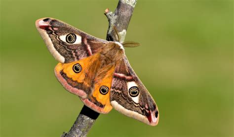 Study Finds That Uk Moths Suffer From Unfair Reputation Birdguides