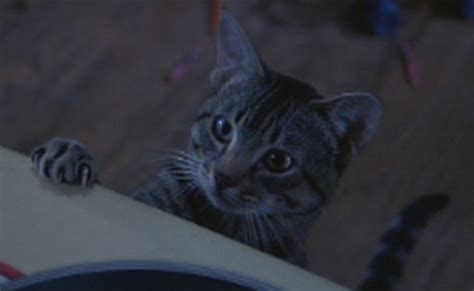 Looking to watch cat's eye? Cat's Eye (1985) - Cinema Cats
