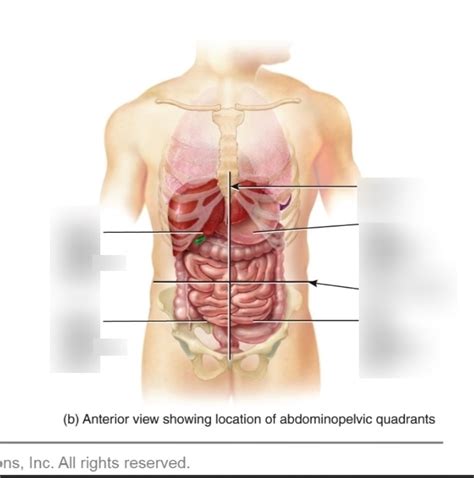 This quiz can help you. Anatomical Quadrants / Anatomical Relations According To ...