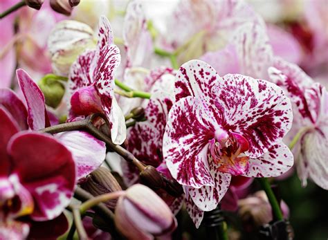 Did you know that flowers have meanings associated with them? 5 Plants That Symbolize Love