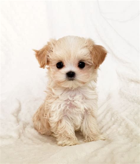 We offer the latest version of vaccines and microchips. Tiny Teacup Maltipoo Malti-poo Puppy for sale california ...