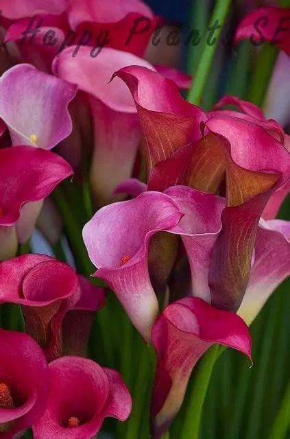 Multi Color Calla Lily Seeds 100 Pcs Pack GreenSeedGarden