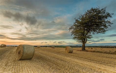 Wallpaper Field Sky Trees Landscape 2048x1300 Wallpapermaniac