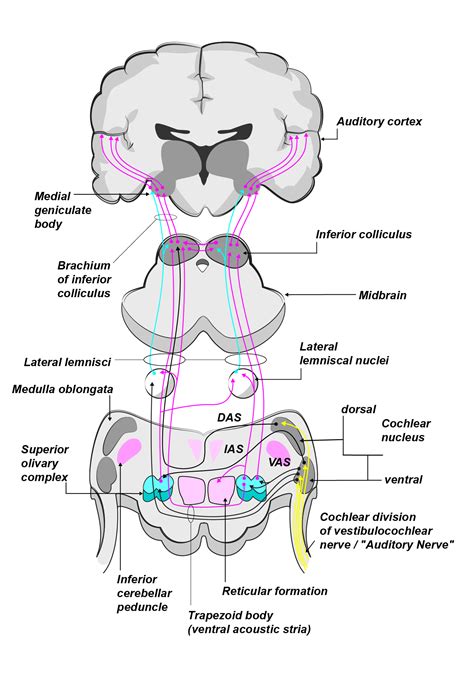 Auditory Reflex Pathway